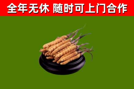 鸡西市回收散虫草