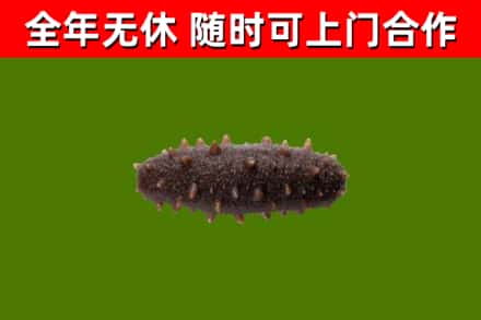 鸡西市回收海参干